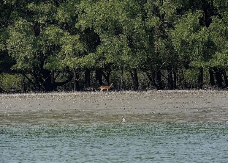 Mangrove forest in the Sundarbans, Bangladesh