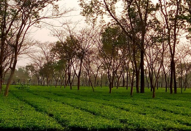 Tea garden at Tetulia, Panchagarh